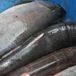 Photo by Elizabeth Earl/Peninsula Clarion Fish caught in the Ninilchik Traditional Council's gillnet on the Kenai River lie in a plastic tote Sunday, Aug. 14, 2016 near Soldotna, Alaska. The tribal fishermen, who fish by proxy for those with subsistence permits, have to clip the dorsal fin after harvesting the fish.