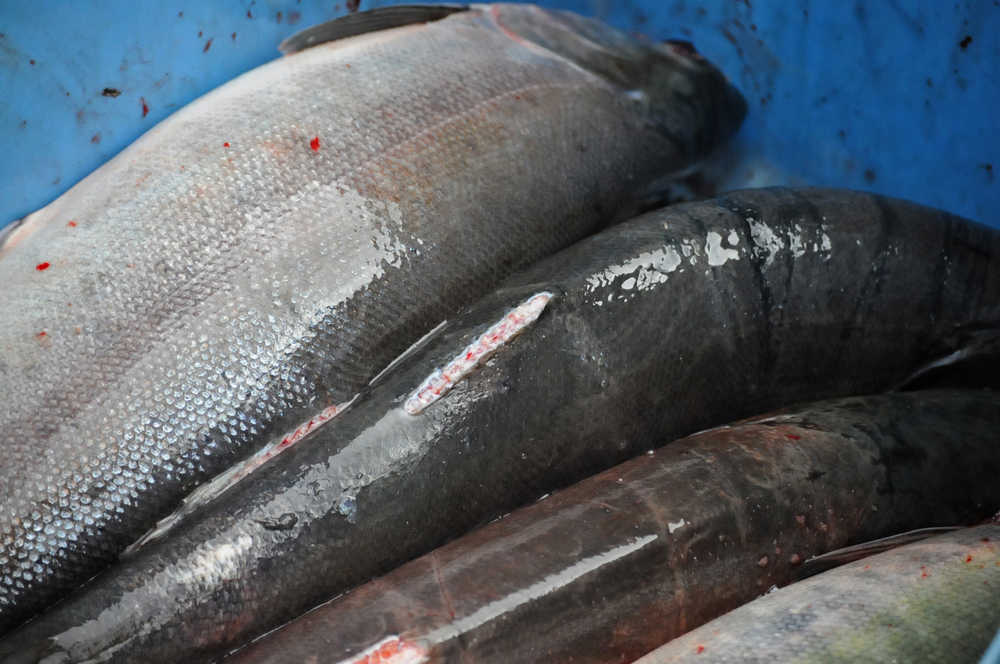 Photo by Elizabeth Earl/Peninsula Clarion Fish caught in the Ninilchik Traditional Council's gillnet on the Kenai River lie in a plastic tote Sunday, Aug. 14, 2016 near Soldotna, Alaska. The tribal fishermen, who fish by proxy for those with subsistence permits, have to clip the dorsal fin after harvesting the fish.