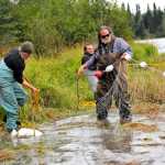 Photo by Elizabeth Earl/Peninsula Clarion Ninilchik Traditional Council Resource and Environmental Director Darrel Williams checks the tribe's subsistence gillnet for fish on the Kenai River on Sunday, Aug. 14, 2016 near Soldotna, Alaska. The tribe gained approval for the controversial net on July 27 and was able to fish it until Aug. 15.