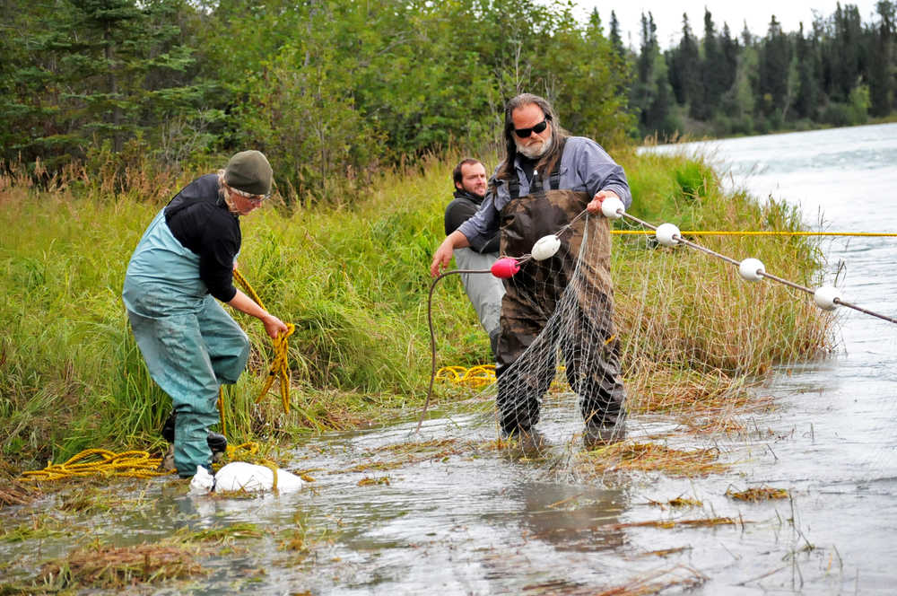 Photo by Elizabeth Earl/Peninsula Clarion Ninilchik Traditional Council Resource and Environmental Director Darrel Williams checks the tribe's subsistence gillnet for fish on the Kenai River on Sunday, Aug. 14, 2016 near Soldotna, Alaska. The tribe gained approval for the controversial net on July 27 and was able to fish it until Aug. 15.