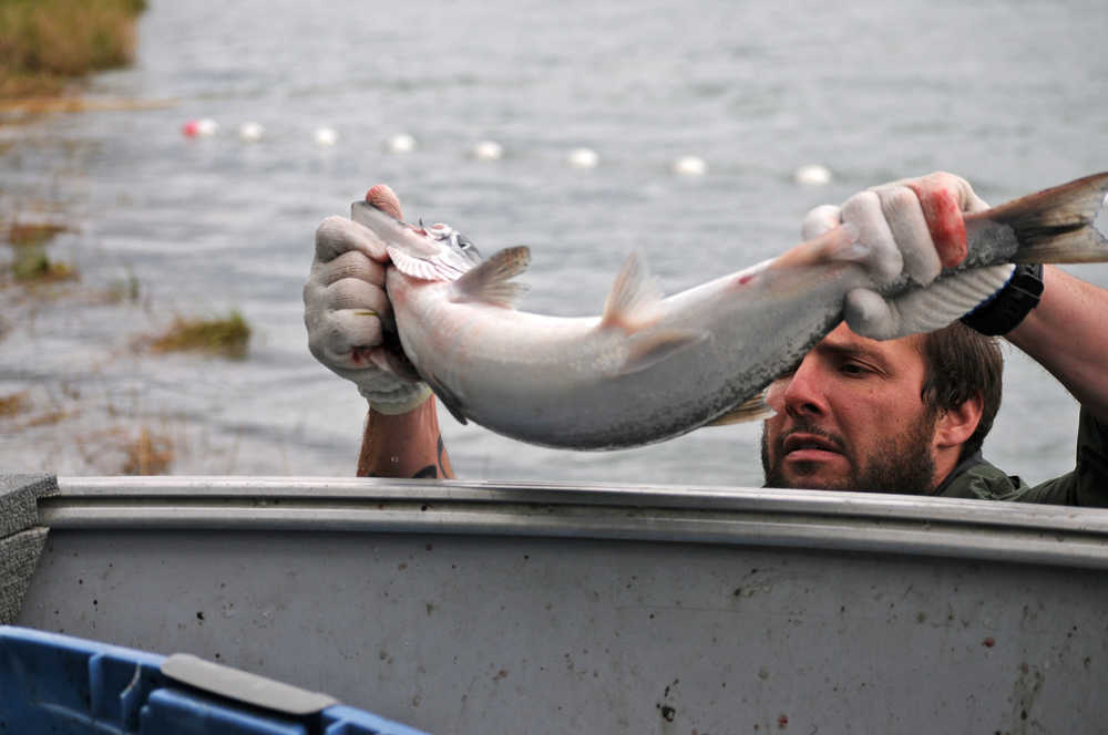 Photo by Elizabeth Earl/Peninsula Clarion Ninilchik Traditional Council environmental technician Gina Wiste (left) helps Resource and Environmental Director Darrel Williams (right) and environmental technician Daniel Reynolds (back) set up the tribe's subsistence gillnet on the Kenai River on Sunday, Aug. 14, 2016 near Soldotna, Alaska. The tribe gained approval for the controversial net on July 27 and was able to fish it until Aug. 15.