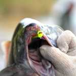 Photo by Elizabeth Earl/Peninsula Clarion Daniel Reynolds, an environmental technician with the Ninilchik Traditional Council, hauls in the tribe's subsistence gillnet from the Kenai River on Sunday, Aug. 15, 2016. The tribe gained approval for the controversial net on July 27 and was able to fish it until Aug. 15.