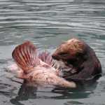 Ben Boettger/Peninsula Clarion  A sea otter rips a tasty mouthful out of  a lingcod in Seward's small boat harbor on Saturday, August 13, 2016 in Seward, Alaska.