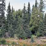 Photo by Jeff Helminiak/Peninsula Clarion The boys race travels up a hill at the start of the Tsalteshi Invitational on Saturday at Tsalteshi Trails.