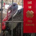Photo by Ben Boettger/Peninsula Clarion Jacob McConell's turkey Jake won a red ribbon at the Kenai Peninsula Fair on Saturday, Aug. 20, 2016 in Ninilchik, Alaska.