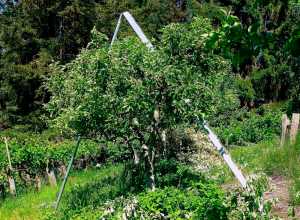 This May 13, 2016 photo shows apple trees in a Langley, Wash., orchard. Smaller fruit trees are safer and easier to manage than the standard varieties. Choosing the right rootstock will result in miniature orchards, like these apple trees shown here. But even dwarf trees need to be pruned and trained to keep their fruit closer to the ground. (Dean Fosdick via AP)