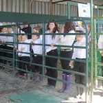 Turkeys & Geese & Pigs OH MY! Another great Kenai Peninsula Fair