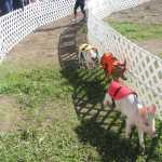 Turkeys & Geese & Pigs OH MY! Another great Kenai Peninsula Fair