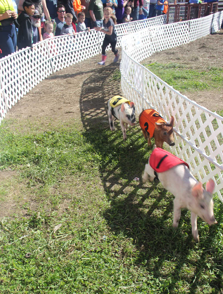 Turkeys & Geese & Pigs OH MY! Another great Kenai Peninsula Fair