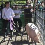 Turkeys & Geese & Pigs OH MY! Another great Kenai Peninsula Fair