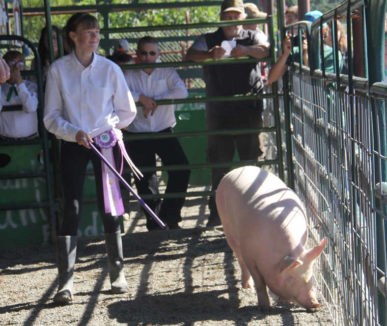 Turkeys & Geese & Pigs OH MY! Another great Kenai Peninsula Fair