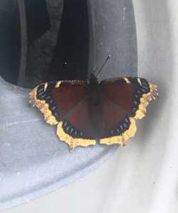 This Mourning Cloak was visiting tires at the Kenai National Wildlife Refuge headquarters on Aug. 24. It may be licking mineral salts picked up from roads. (Photo by Todd Eskelin, USFWS)