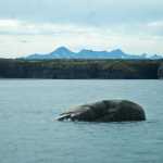 Photo by Elizabeth Earl/Peninsula Clarion The Paint River empties into a bay adjoining Cook Inlet, photographed Friday, Sept. 2, 2016 near the McNeil River State Game Sanctuary and Refuge, Alaska. Cook Inlet Aquaculture Association operates the fish ladder to allow salmon to pass into the upper reaches of the remote river system to spawn.