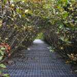 Photo by Elizabeth Earl/Peninsula Clarion Steel grates keeping bears out cover Cook Inlet Aquaculture Association's Paint River fish ladder, photographed Friday, Sept. 2, 2016 near the McNeil River State Game Sanctuary and Refuge, Alaska. Cook Inlet Aquaculture Association operates the fish ladder to allow salmon to pass into the upper reaches of the remote river system to spawn.