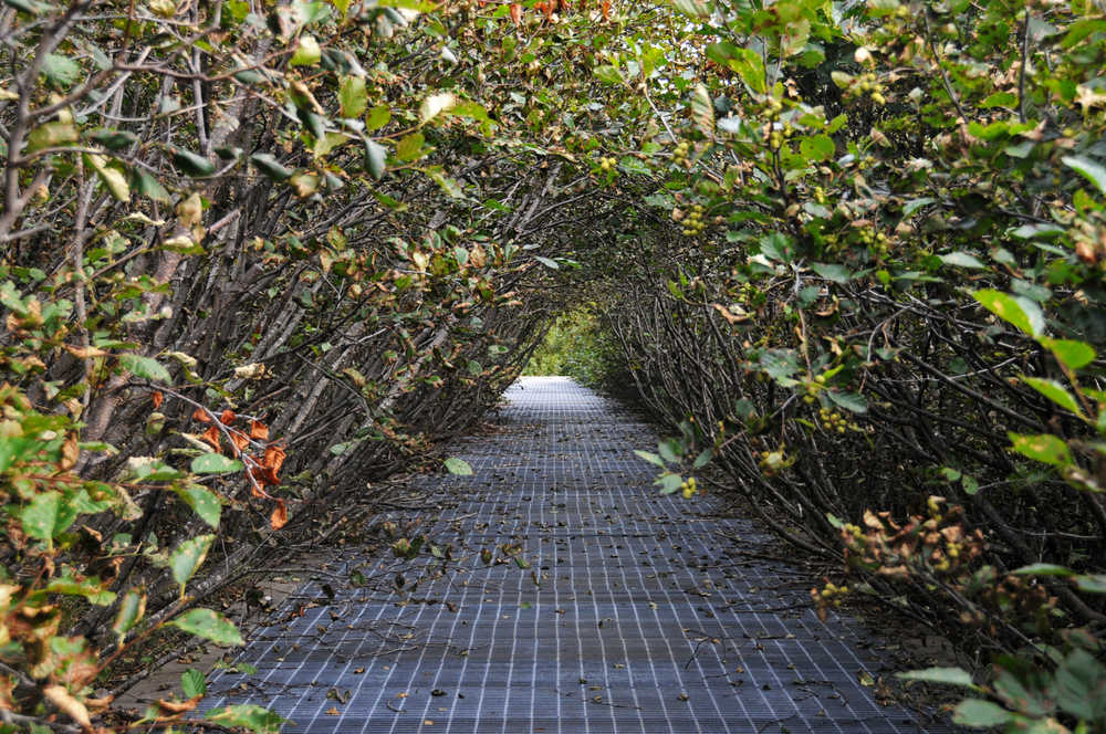 Photo by Elizabeth Earl/Peninsula Clarion Steel grates keeping bears out cover Cook Inlet Aquaculture Association's Paint River fish ladder, photographed Friday, Sept. 2, 2016 near the McNeil River State Game Sanctuary and Refuge, Alaska. Cook Inlet Aquaculture Association operates the fish ladder to allow salmon to pass into the upper reaches of the remote river system to spawn.