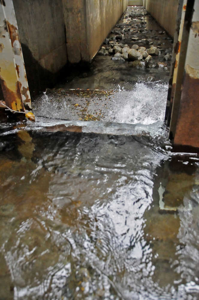 Photo by Elizabeth Earl/Peninsula Clarion The upper corridor of Cook Inlet Aquaculture Association's Paint River fish ladder, photographed Friday, Sept. 2, 2016 near the McNeil River State Game Sanctuary and Refuge, Alaska. Cook Inlet Aquaculture Association operates the fish ladder to allow salmon to pass into the upper reaches of the remote river system to spawn.
