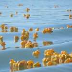 Photo by Megan Pacer/Peninsula Clarion Hundreds of rubber ducks float toward the finish line on the Kenai River during the Kenai Lions Club's 20th Rubber Ducky Race fundraiser Saturday, Sept. 10, 2016 at Cunningham Park in Kenai, Alaska. This is the largest general fundraiser for the Kenai Lions Club, which is celebrating its 50th anniversary.