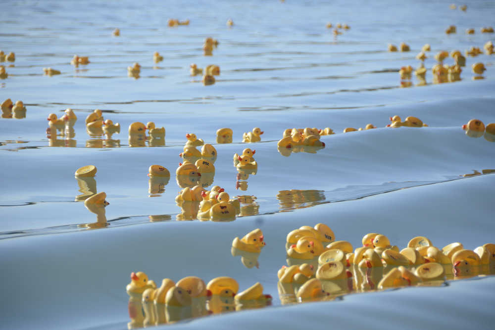 Photo by Megan Pacer/Peninsula Clarion Hundreds of rubber ducks float toward the finish line on the Kenai River during the Kenai Lions Club's 20th Rubber Ducky Race fundraiser Saturday, Sept. 10, 2016 at Cunningham Park in Kenai, Alaska. This is the largest general fundraiser for the Kenai Lions Club, which is celebrating its 50th anniversary.