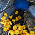 Photo by Megan Pacer/Peninsula Clarion Rubber ducks sit in the bottom of a boat after being scooped out of the Kenai River during the Kenai Lions Club's 20th Rubber Ducky Race fundraiser Saturday, Sept. 10, 2016 at Cunningham Park in Kenai, Alaska. This is the largest general fundraiser for the Kenai Lions Club, which is celebrating its 50th anniversary.