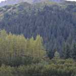 Photo by Jeff Helminiak/Peninsula Clarion Varsity boys runners sprint from the starting line Tuesday in Seward at the Kenai Peninsula Borough meet.