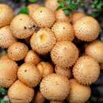 Photo by Elizabeth Earl/Peninsula Clarion Mushrooms grow happily in the loam on the forest floor near Engineer Lake on Aug. 14, 2016 on the Kenai National Wildlife Refuge in Alaska.