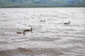 Photo by Elizabeth Earl/Peninsula Clarion Ducks cruise across Engineer Lake on Sunday, Aug. 14, 2016 on the Kenai National Wildlife Refuge in Alaska.