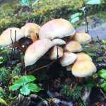 Photo by Megan Pacer/Peninsula Clarion Snow-capped mountain peaks are visible across the Kenai River on Monday, Sept. 26, 2016 in Cooper Landing, Alaska. The last of the Fall colors are making their stand before the leaves and ground are overcome by frost this season.