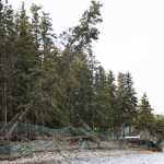 Photo by Megan Pacer/Peninsula Clarion A platform for light-penetrating stairs sits atop the river bank on the south side of the Kenai River and Russian River confluence Wednesday, Sept. 28, 2016 near Cooper Landing, Alaska. The staircases and vegetation planted along the banks are part of a U.S. Fish and Wildlife Service to stabalize erosion and protect habitat.