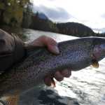 An Upper Russian Lake rainbow trout. (Photo by Dave Atcheson)