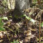 What is wrong with this picture, taken Oct. 17? These cottonwood roots grew underground but are now exposed after European nightcrawlers and two other earthworm species consumed the upper soil layers near the boat launch at Stormy Lake. (Photo by Matt Bowser/USFWS)