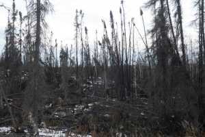 Photo by Megan Pacer/Peninsula Clarion Charred trees stand and cover the ground Thursday, Oct. 20, 2016 in the Skilak Lake Recreation Area on the Kenai National Wildlife Refuge near Sterling, Alaska. The refuge is turning a bulldozer line created during the 2015 Card Street wildfire into a hiking trail that incorporates education about fire ecology in the area.
