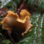This Oct. 8, 2016 photo shows a golden chanterelle mushroom, a prized edible that is relatively easy for beginners to find near Skykomish, Wash.  (Evan Bush/The Seattle Times via AP)