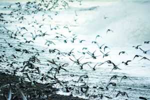 Photo by Elizabeth Earl/Peninsula Clarion In this June 2016 photo, shorebirds search for food on a rainy day during low tide on the mud flats of the Kasilof River in Kasilof, Alaska. The Kasilof River is an important birding area throughout the year.