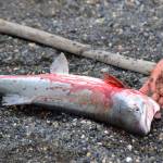 Aliah Schouweiler of Soldotna reaches for a salmon her family caught while dipnetting in the Kasilof River on Tuesday, July 31, 2018 in Kasilof, Alaska. (Photo by Elizabeth Earl/Peninsula Clarion)