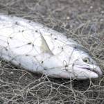 A sockeye salmon caught in a dipnet from the Kasilof River lies on the beach on Tuesday, July 31, 2018 in Kasilof, Alaska. (Photo by Elizabeth Earl/Peninsula Clarion)