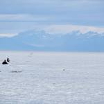 Boaters and shore-based personal-use dipnet fishermen try their luck for sockeye during a high tide at the mouth of the Kasilof River on Tuesday, July 31, 2018 in Kasilof, Alaska. (Photo by Elizabeth Earl/Peninsula Clarion)