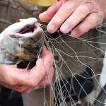 A dipnetter works to untangle a sockeye salmon from his net on Tuesday, July 31, 2018 in Kasilof, Alaska. (Photo by Elizabeth Earl/Peninsula Clarion)