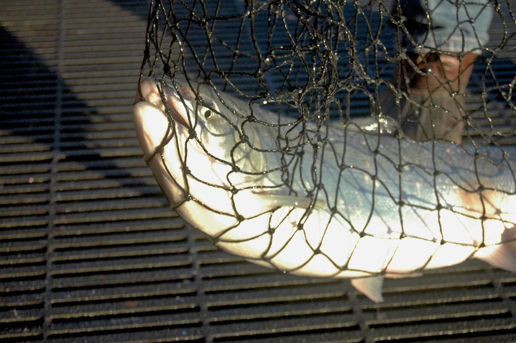 A Kenai River silver salmon peers out from an anglers net on the boardwalk near the Soldotna Visitors Center on Wednesday, Aug. 8, 2018 in Soldotna, Alaska. (Photo by Elizabeth Earl/Peninsula Clarion)