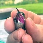 An adult male Calliope Hummingbird captured and banded near Inkom, Idaho. This is the smallest breeding bird in North America. (Photo provided by Todd Eskelin)