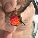 An adult male Rufous is banded near Inkom, Idaho. Currently, the Rufous Hummingbird is the only known breeding hummingbird on the Kenai Peninsula. (Photo provided by Todd Eskelin)