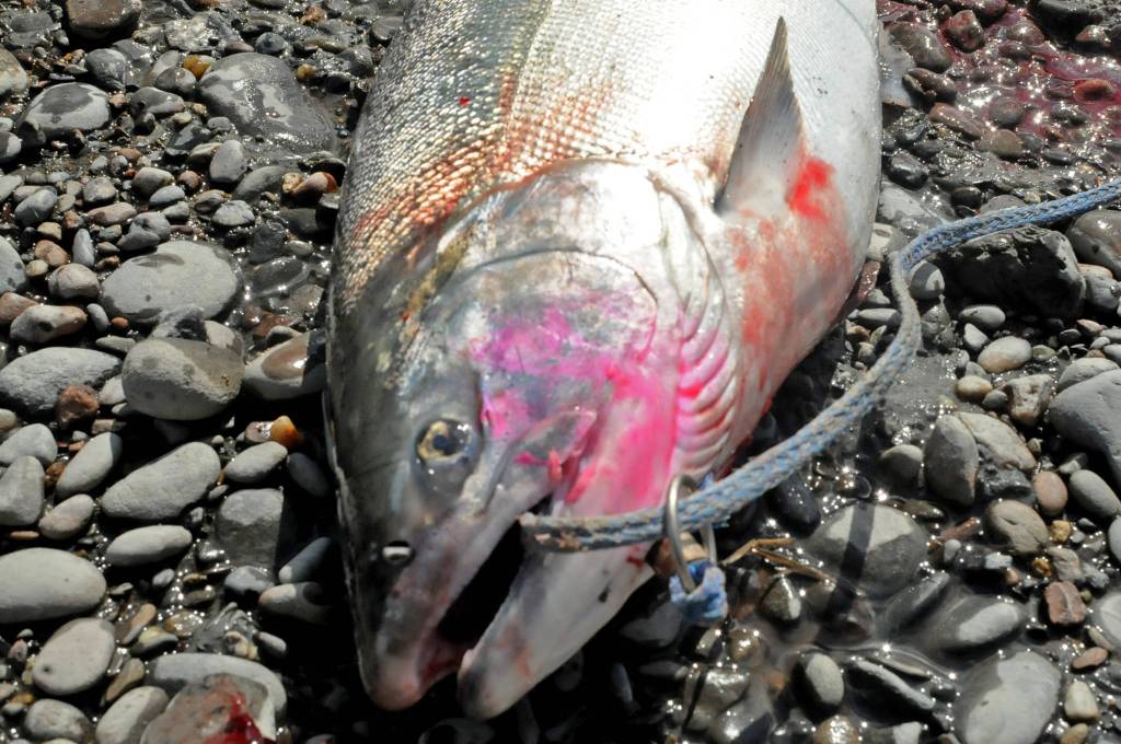 An anglers silver salmon lies on the bank of the Kenai River near Cunningham Park on Wednesday, Aug. 15, 2018 in Kenai, Alaska. (Photo by Elizabeth Earl/Peninsula Clarion)