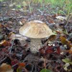 An edible Alaskan scaber-stalk mushroom grows on the Keen Eye Trail on the Kenai National Wildlife Refuge in September 2014. The scaber-stalks form mycorrhizal relationships with roots of trees and shrubs, but the mycorrhizal partners of the Alaskan scaber-stalk are not yet known. (Photo by Matt Bowser/USFWS)
