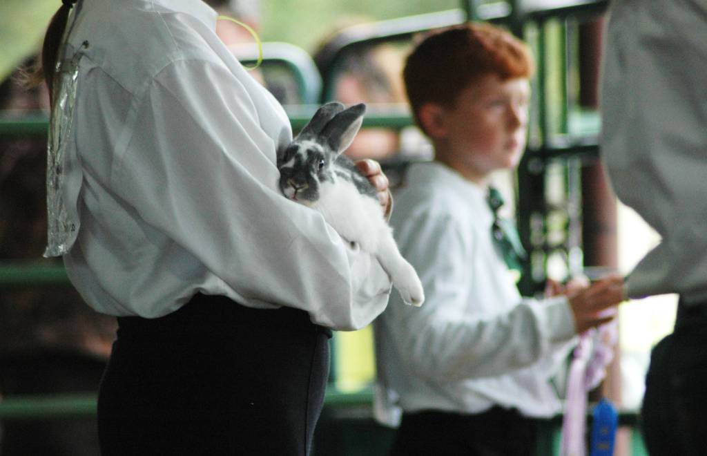 A 4-H club member holds a rabbit during the option at the Kenai Peninsula Fair on Aug. 18, 2018 in Ninilchik, Alaska. (Photo by Elizabeth Earl/Peninsula Clarion)