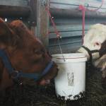 Cows raised by 4-H club members chew their cud at the Kenai Peninsula Fair on Aug. 18, 2018 in Ninilchik, Alaska. (Photo by Elizabeth Earl/Peninsula Clarion)