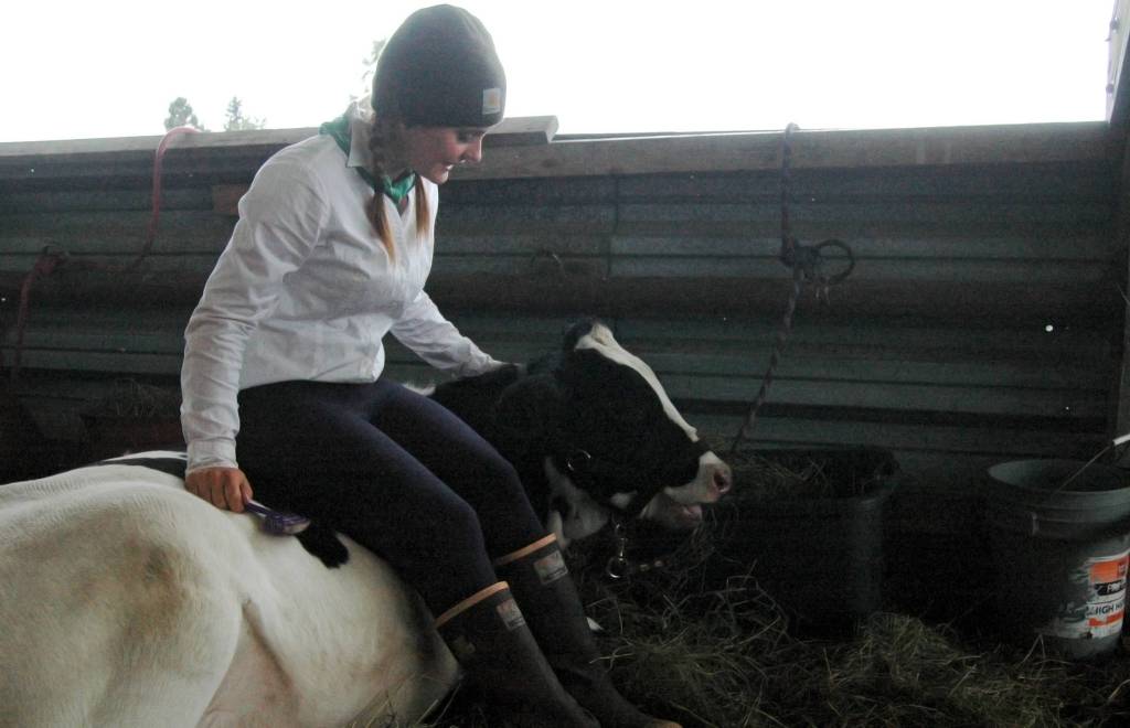 Elora Reichert keeps the cow she raised through the 4-H club company at Kenai Peninsula Fair on Aug. 18, 2018 in Ninilchik, Alaska. (Photo by Elizabeth Earl/Peninsula Clarion)