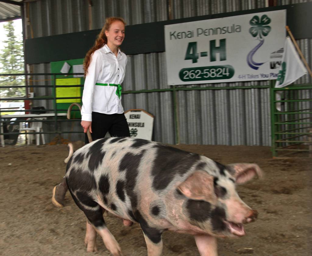 4-H member Bailey Epperheimer exhibits her 226 pound pig during a livestock auction at the Kenai Peninsula Fair on Saturday, August 18, 2018 in Ninilchik, Alaska. (Photo courtesy Ben Boettger)