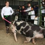 4-H member Sidney Epperheimer exhibits her 228 pound pig during a livestock auction at the Kenai Peninsula Fair on Saturday, August 18, 2018 in Ninilchik, Alaska. (Photo courtesy Ben Boettger)