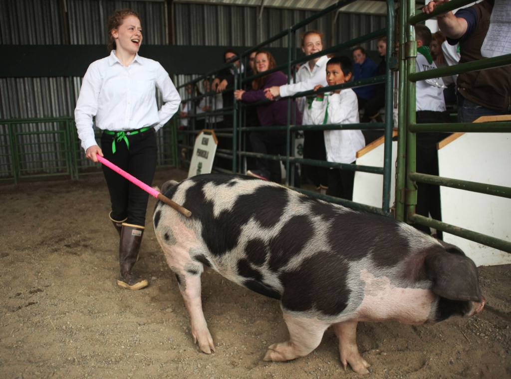 4-H member Sidney Epperheimer exhibits her 228 pound pig during a livestock auction at the Kenai Peninsula Fair on Saturday, August 18, 2018 in Ninilchik, Alaska. (Photo courtesy Ben Boettger)