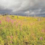 Grasslands in the Caribou Hills, dominated by the native but invasive bluejoint reedgrass, support a seemingly sparse arthropod and plant community. (Photo provided by Kenai National Wildlife Refuge)