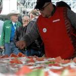 A volunteer inspects the supply of watermelon available at Industry Appreciation Day on Saturday, Aug. 25, 2018 in Kenai, Alaska. (Photo by Elizabeth Earl/Peninsula Clarion)